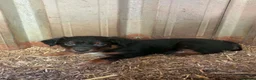 Border Collie dogs for sale: Stunning Border Collies For Sale! - Advert 6