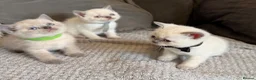 British Shorthair cats for sale: British shorthair colourpoint kittens  - Advert 5