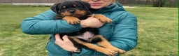 Rottweiler dogs for sale: 🥰 Beautiful Rottweiler Puppies 🐶  - Advert 4