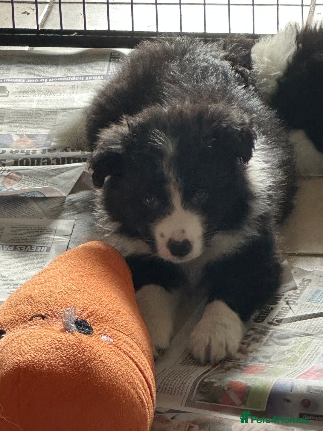Border Collie dogs for sale: Stunning KC registered girl  - Advert 2