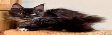 Maine Coon 3