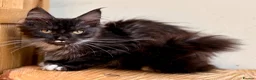 Maine Coon cats for sale: Beautiful Maine Coon kittens - Advert 11