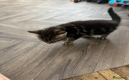 Mixed Breed cats for sale: Female cat - Image 4