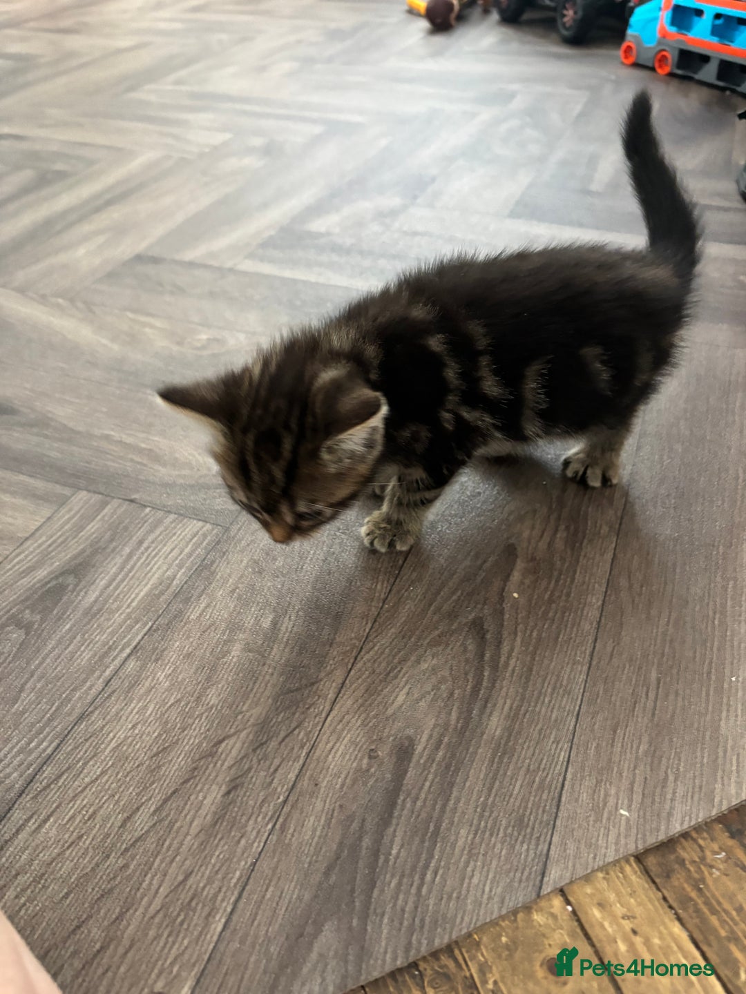 Mixed Breed cats for sale: Female cat - Image 4