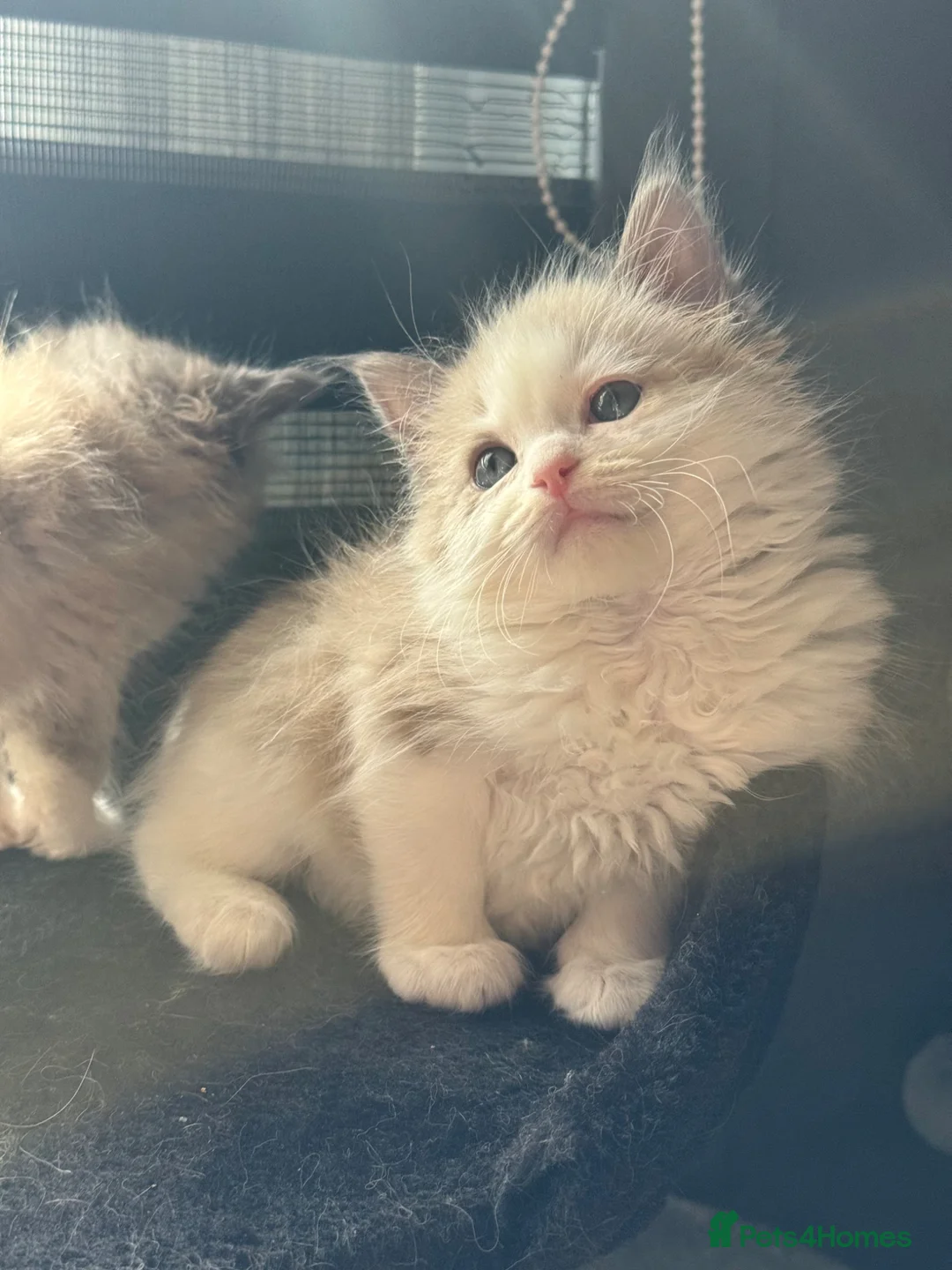 Ragdoll cats for sale: Cherubim ragdoll  - Advert 2