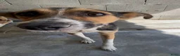 Mixed Breed dogs for adoption: Abby, 2 yrs approx. Available for adoption. in Brixham - Advert 3