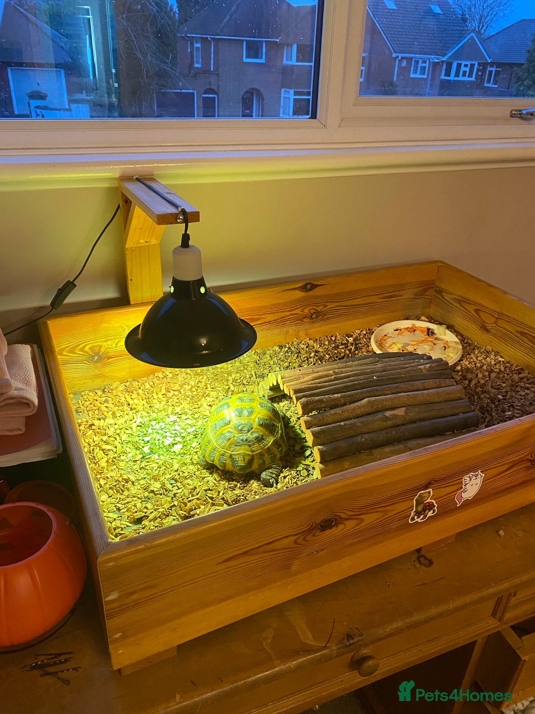 Tortoise reptiles for sale: Horsefield tortoise - Image 3