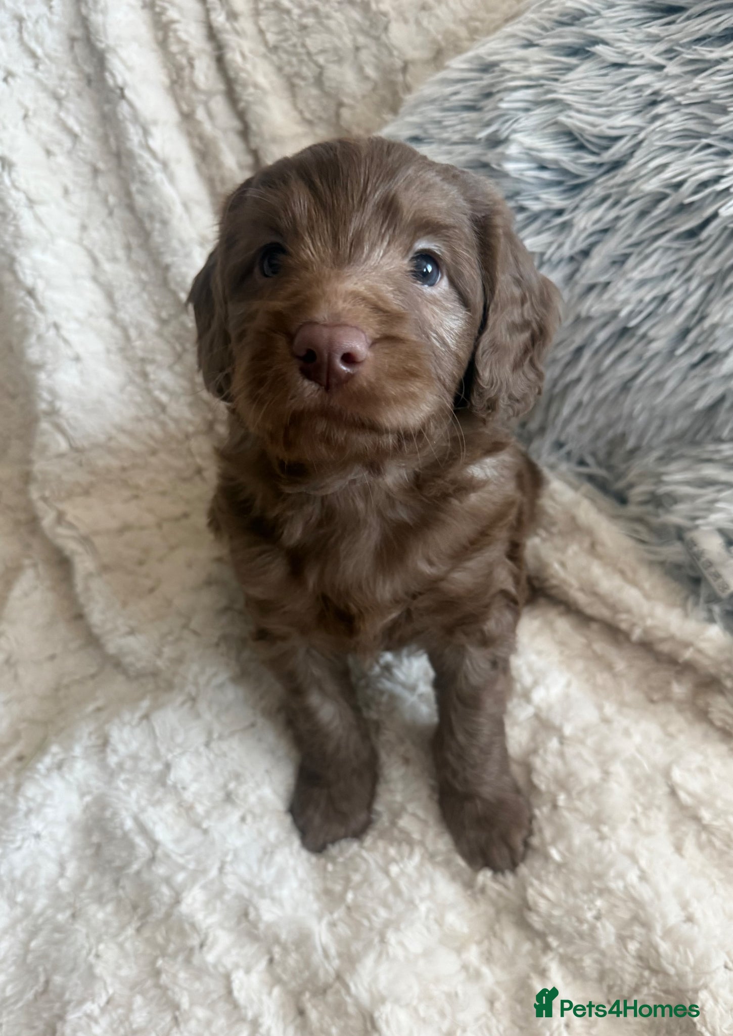 Labradoodle dogs Stunning Multigen pups ready soon - Advert 5