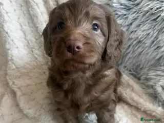 Labradoodle dogs Stunning Multigen pups ready soon - Advert 3