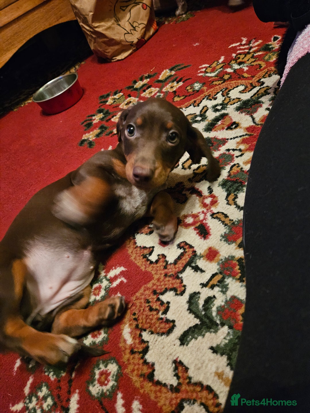 Miniature Dachshund dogs for sale: miniature dachshund puppies  - Advert 4
