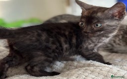 Bengal cats for sale: World Championship Kittens  - Image 2