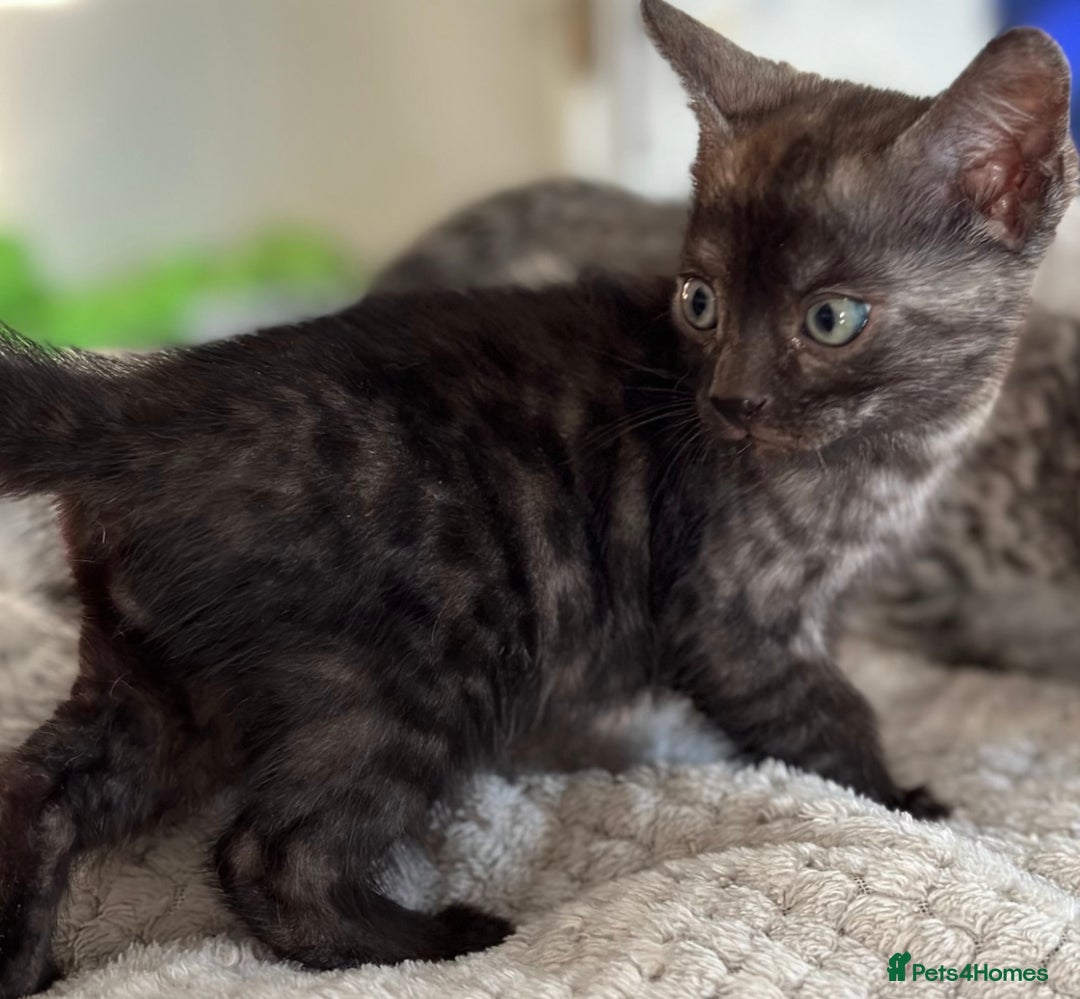 Bengal cats for sale: World Championship Kittens  - Image 2