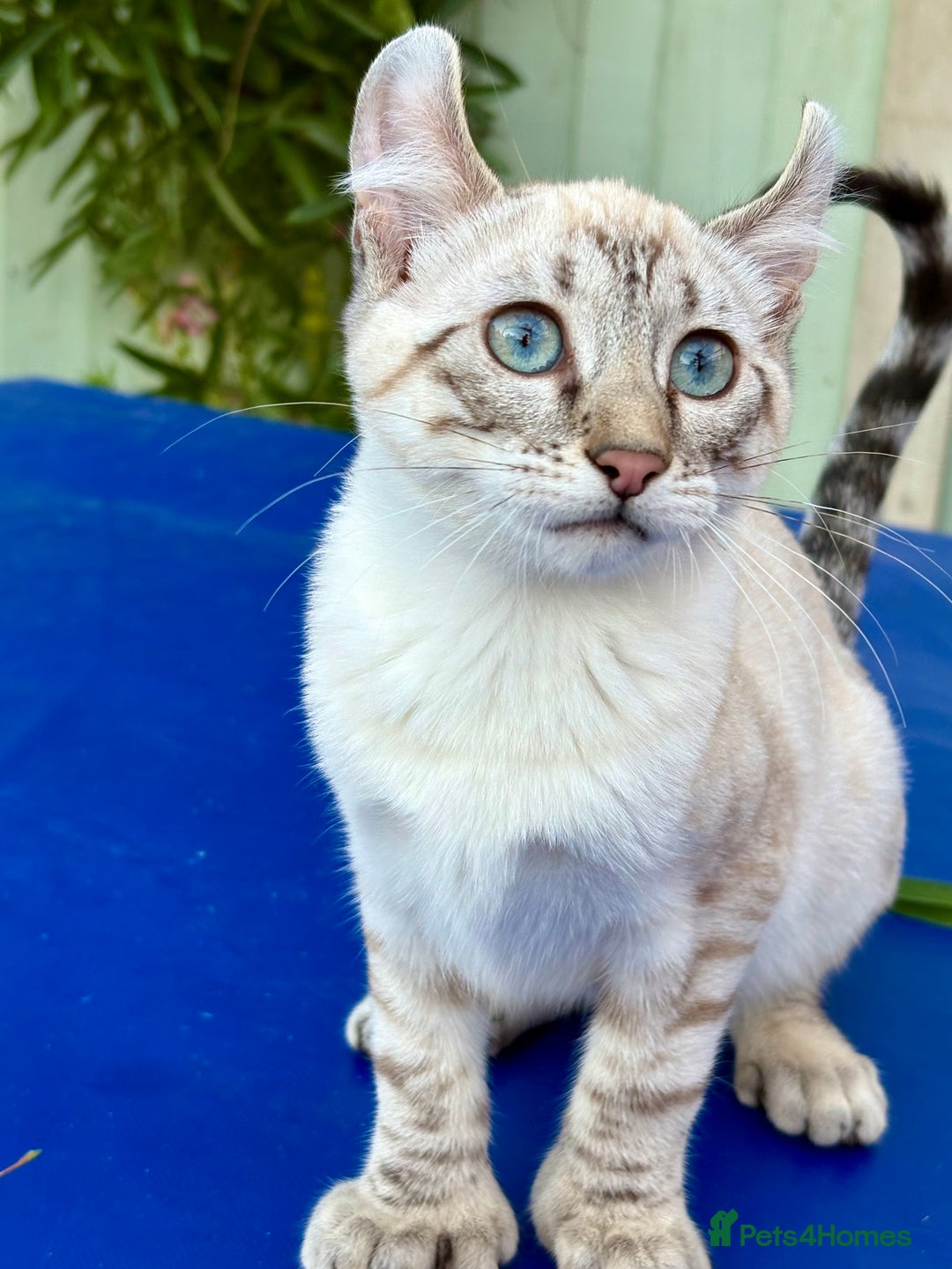 Keetso cats for sale: Wild looking polydactyl curled eared snow leopard  - Image 31