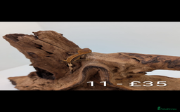 Gecko reptiles for sale: Beautiful baby crested geckos! - Image 10
