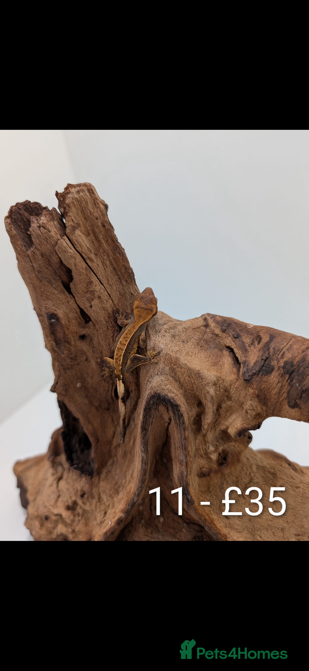 Gecko reptiles for sale: Beautiful baby crested geckos! - Image 10