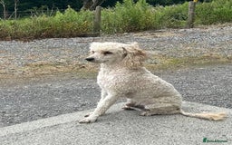 Bordoodle dogs for sale: Adorable & Confident Collie x poodle pups - Image 27