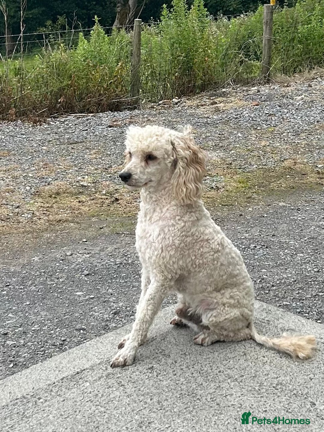 Bordoodle dogs for sale: Adorable & Confident Collie x poodle pups - Image 27