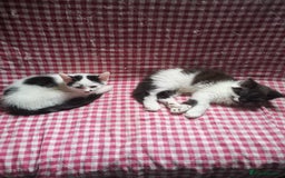 Mixed Breed cats for sale: 8 week old kittens for sale  - Image 10
