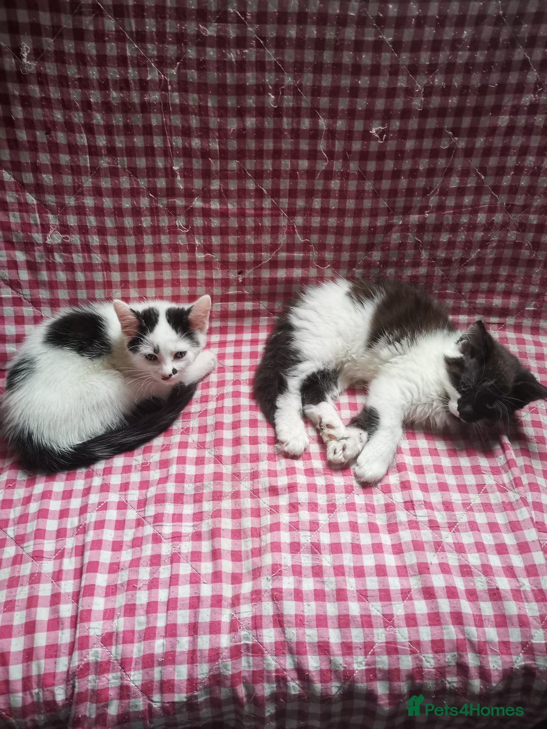 Mixed Breed cats for sale: 8 week old kittens for sale  - Image 10