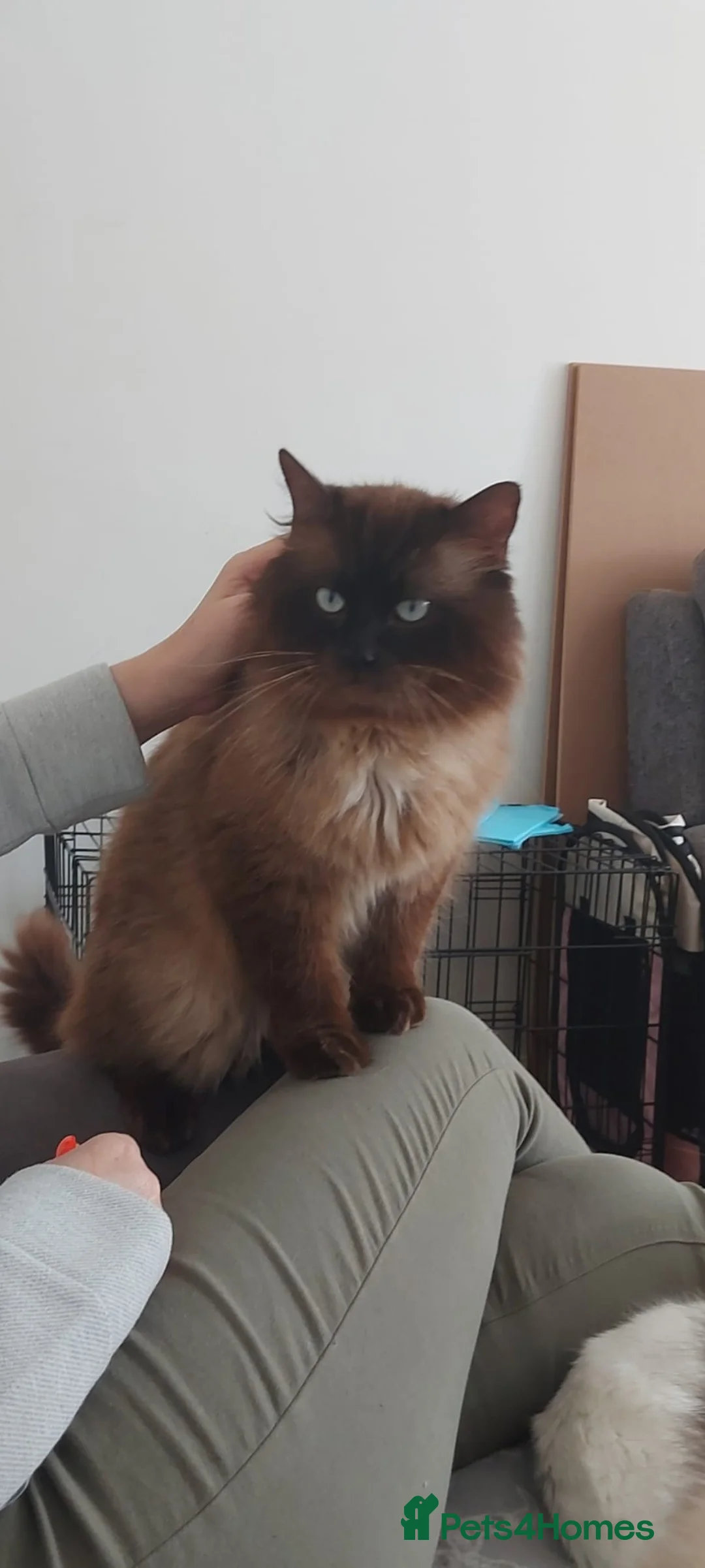 Ragdoll cats for stud: Proven chunky Ragdoll available for Stud  in Hull - Advert 4
