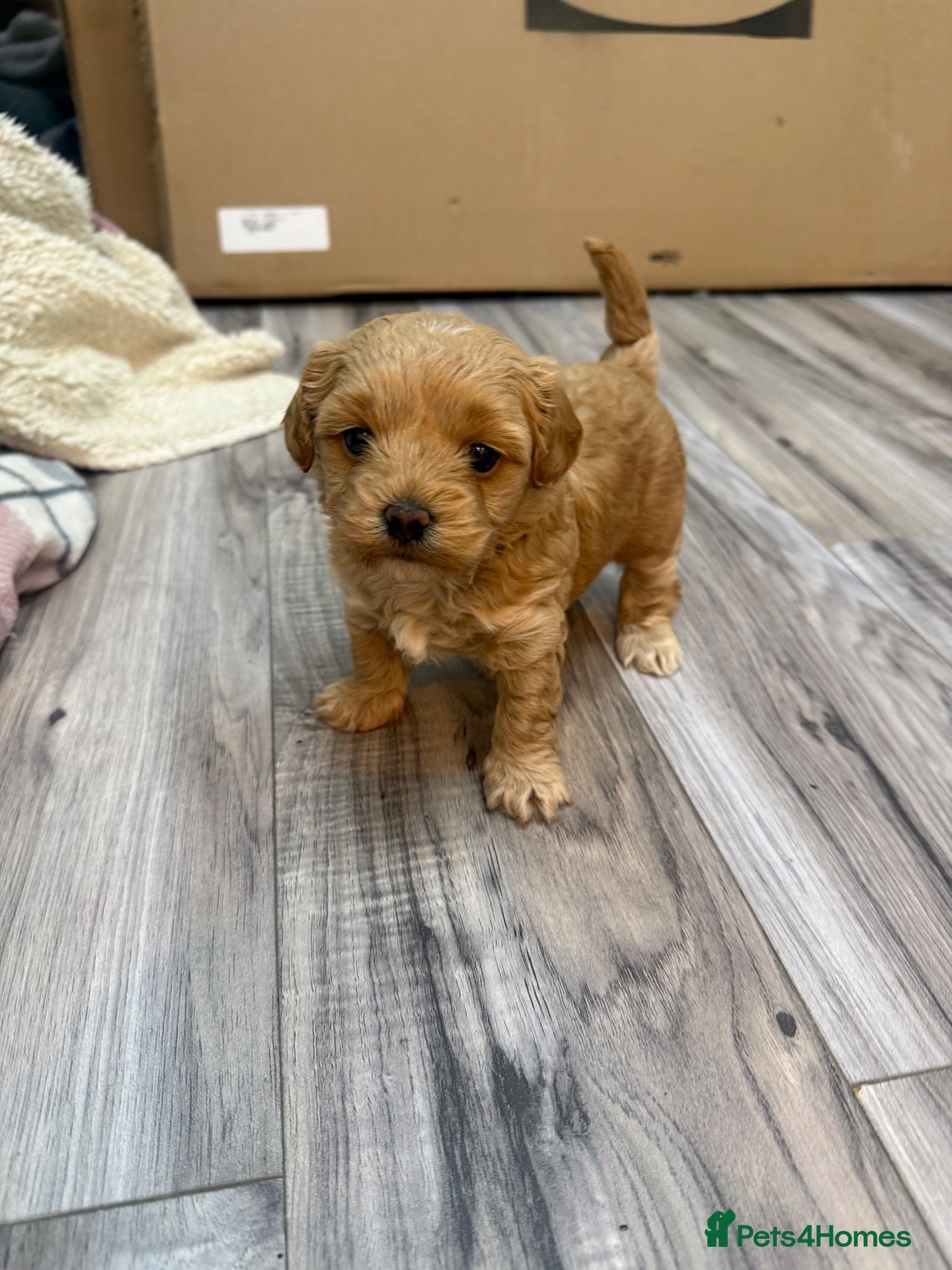 Maltipoo dogs One adorable girl available  - Advert 1