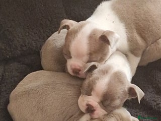 Boston Terrier dogs Beautiful Boston terrier puppies for sale - Advert 3