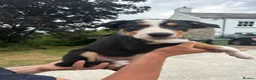 Border Collie dogs for sale: Working tri coloured collie pups - Advert 8