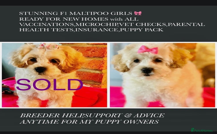 Mixed Breed dogs - Advert 3