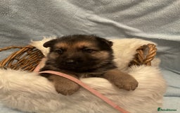 German Shepherd dogs for sale: German Shepard pups - Image 7