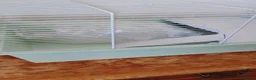 Hamster rodents for sale: 2 brilliant hamster cages - Advert 6