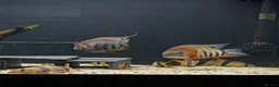Cichlids fish for sale: South American cichlid's  in Sheffield - Advert 10