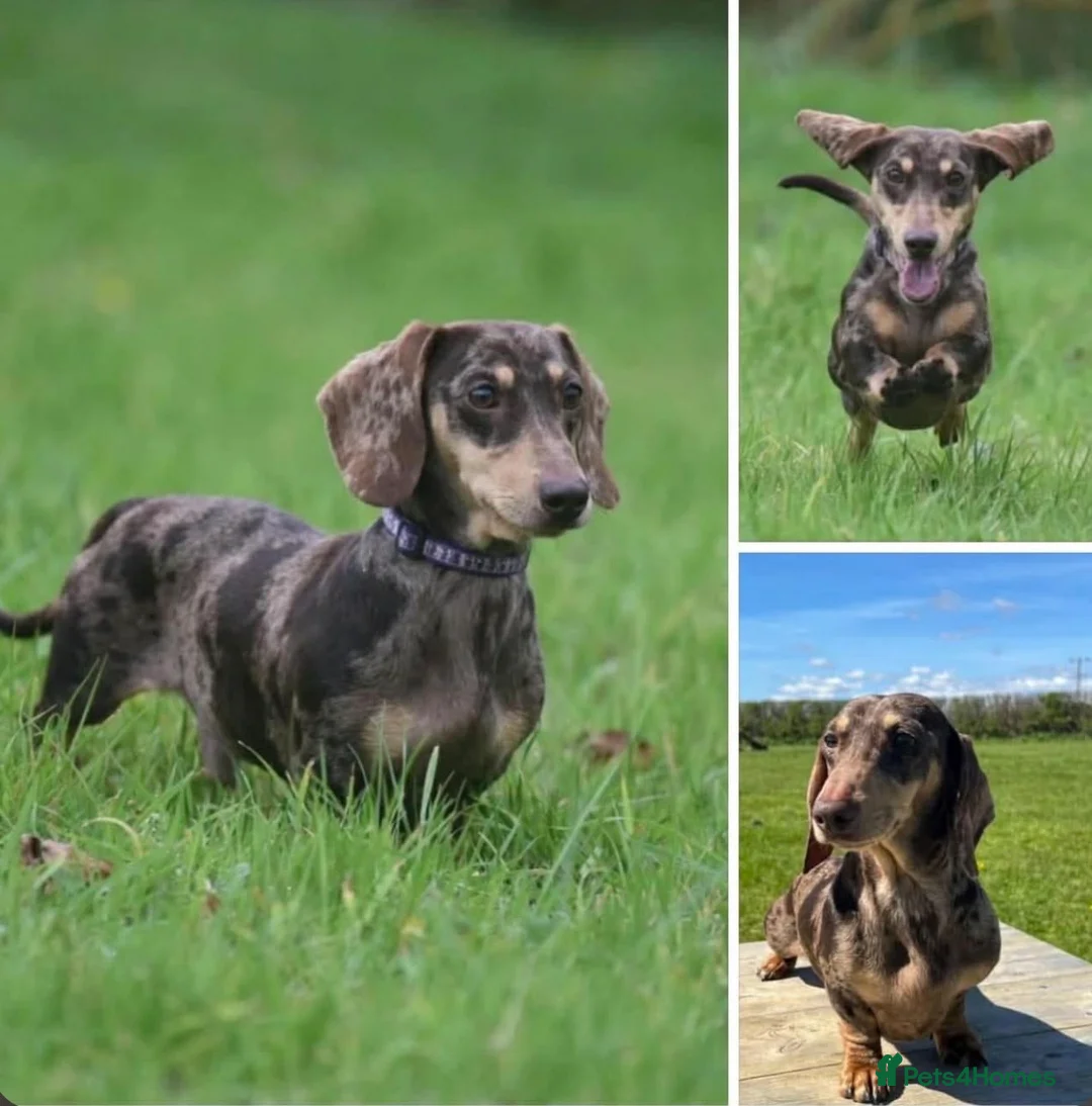 Miniature Dachshund dogs for sale: Mini smooth dachshund boys  - Advert 10