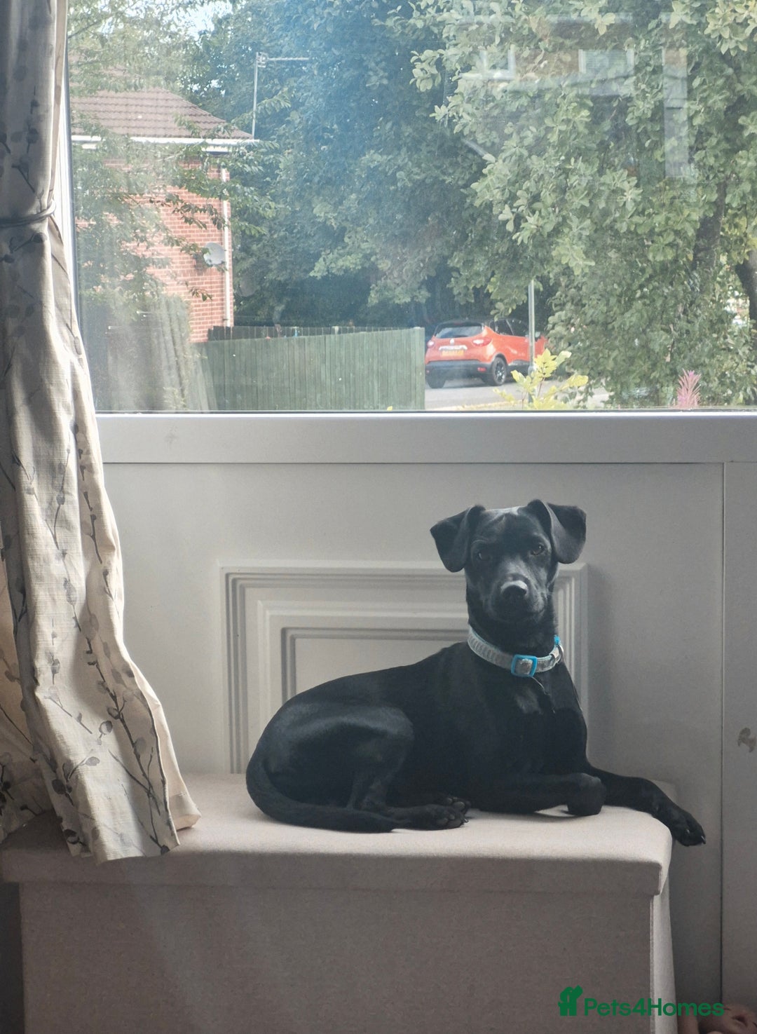 Patterdale Terrier dogs for sale: Kolbe  - Image 4