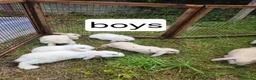 Mini Lion Lop rabbits for sale: Mini lion lops for sale  - Advert 4