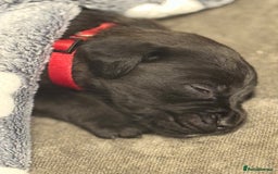 Mixed Breed dogs for sale: Mastador pup - Image 3