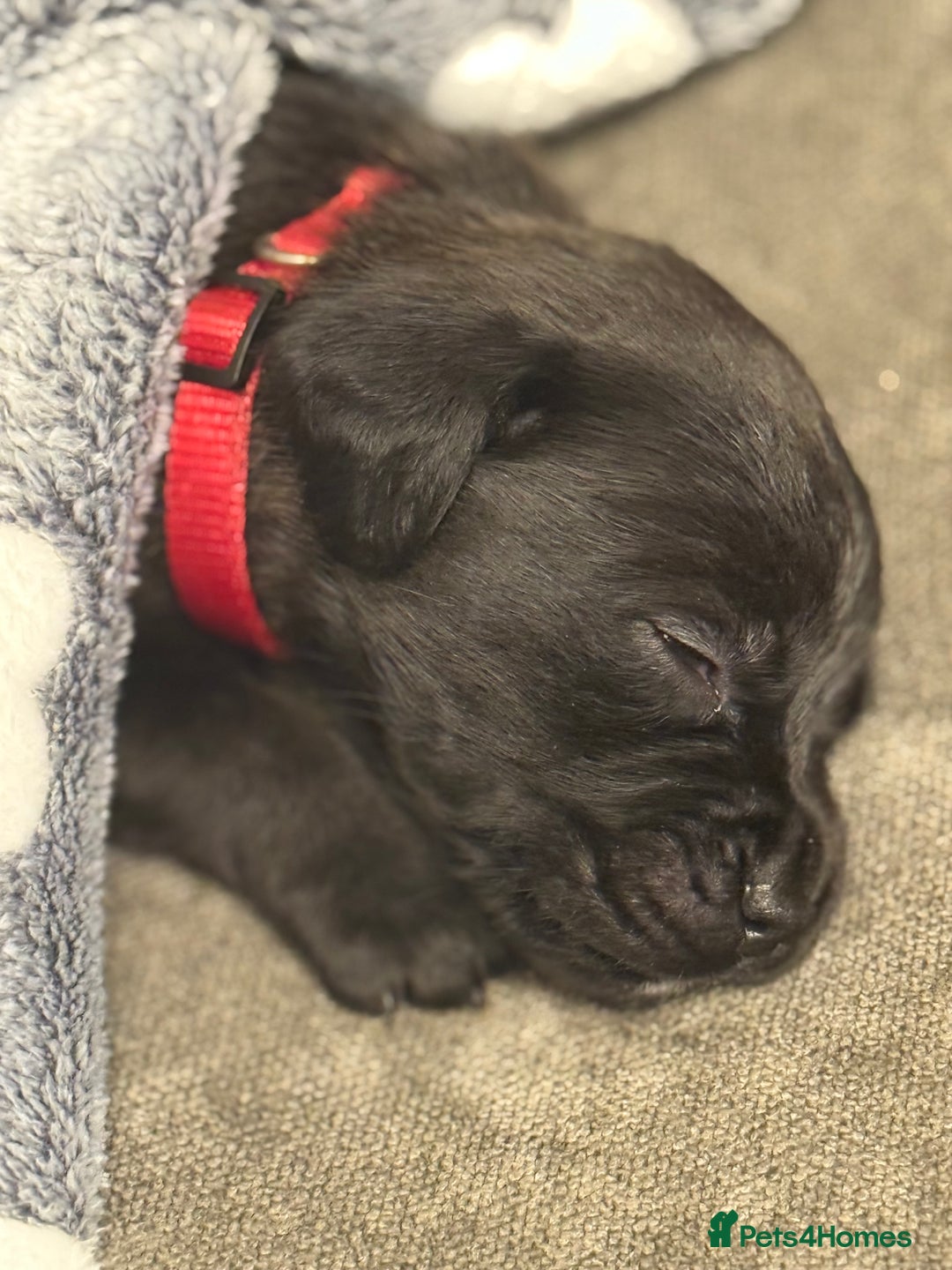 Mixed Breed dogs for sale: Mastador pup - Image 3