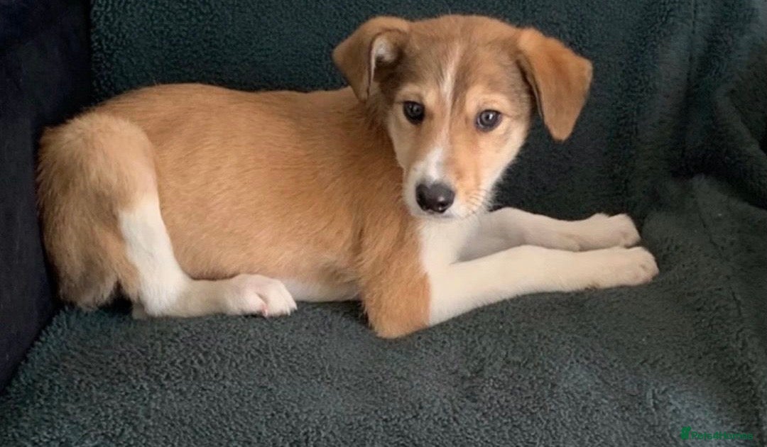 Mixed Breed dogs Old style Lurcher puppies - Ready now  - Advert 19