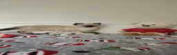 Ragdoll cats for sale: Ragdolls Kittens  - Advert 10