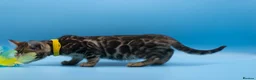 Bengal cats for sale: TICA Registered Bengal Kittens – Truly Magnificent - Advert 14