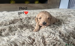 Cockapoo dogs for sale: ⭐️F1B cockapoo puppies⭐️ - Image 14