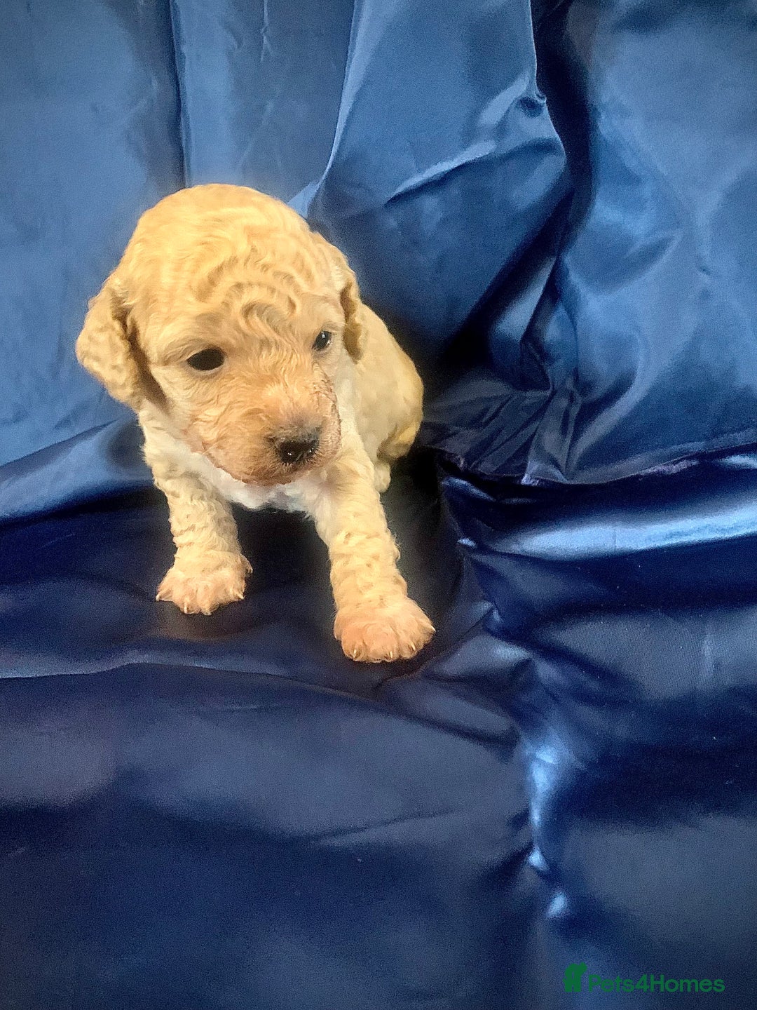 Miniature Poodle dogs for sale: Miniature poodles for sale  2 boys and 3 girls - Advert 12