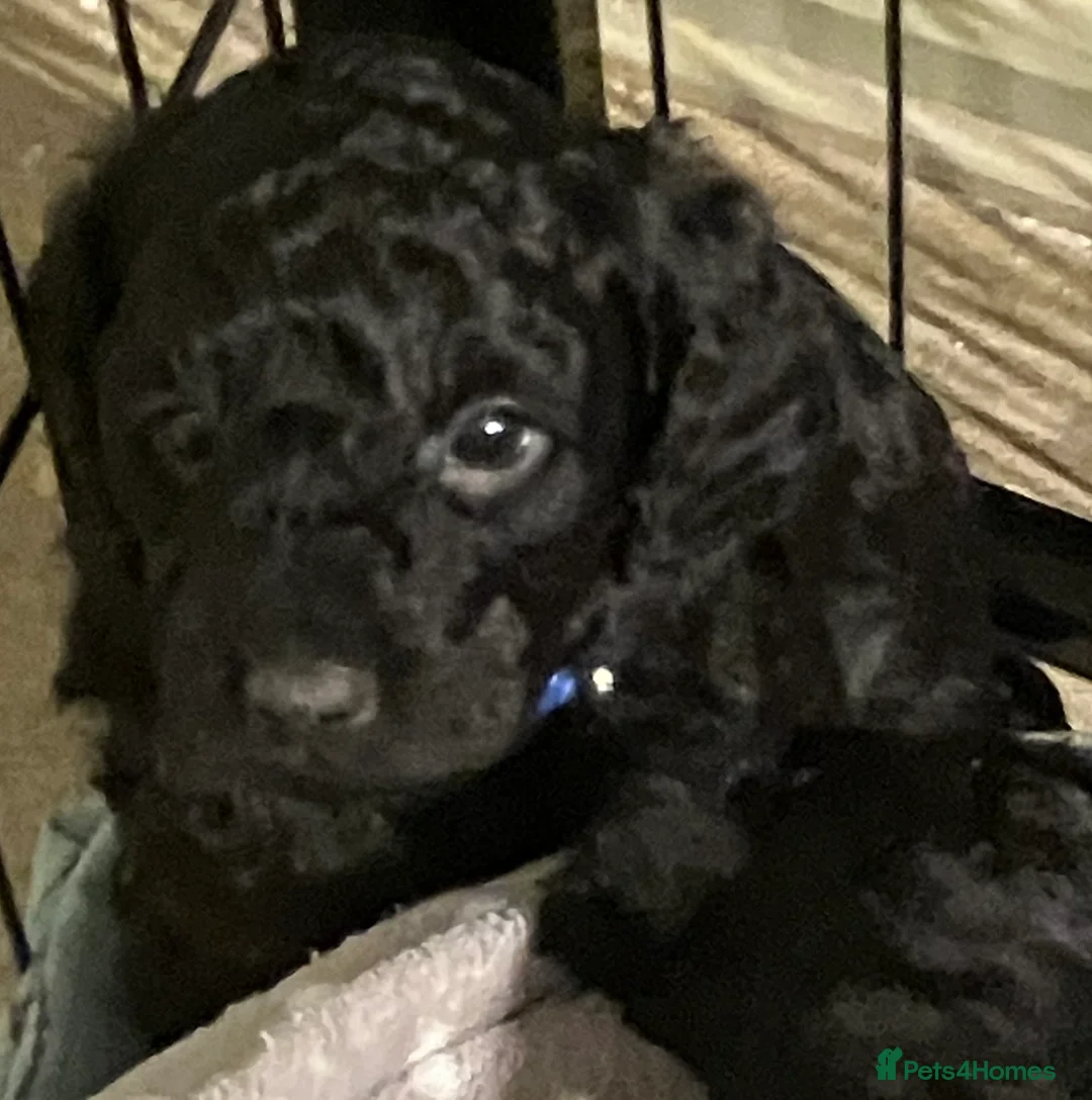 Mixed Breed dogs for sale: TOY X MINIATURE POODLE PUPPIES RED & BLACK - Advert 9