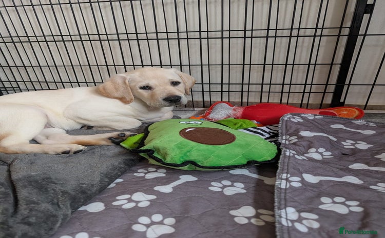 Labrador Retriever dogs - Advert 2