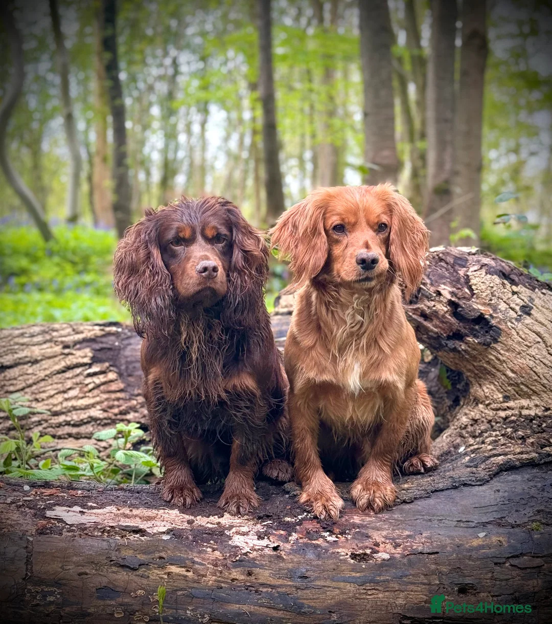 Cocker Spaniel dogs for stud: Small Health Tested KC liver and tan Cocker Stud in Harrogate - Advert 19