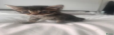 Female tabby