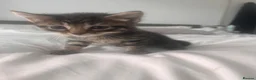 Mixed Breed cats for sale: 2male, 2 female kittens - Advert 5
