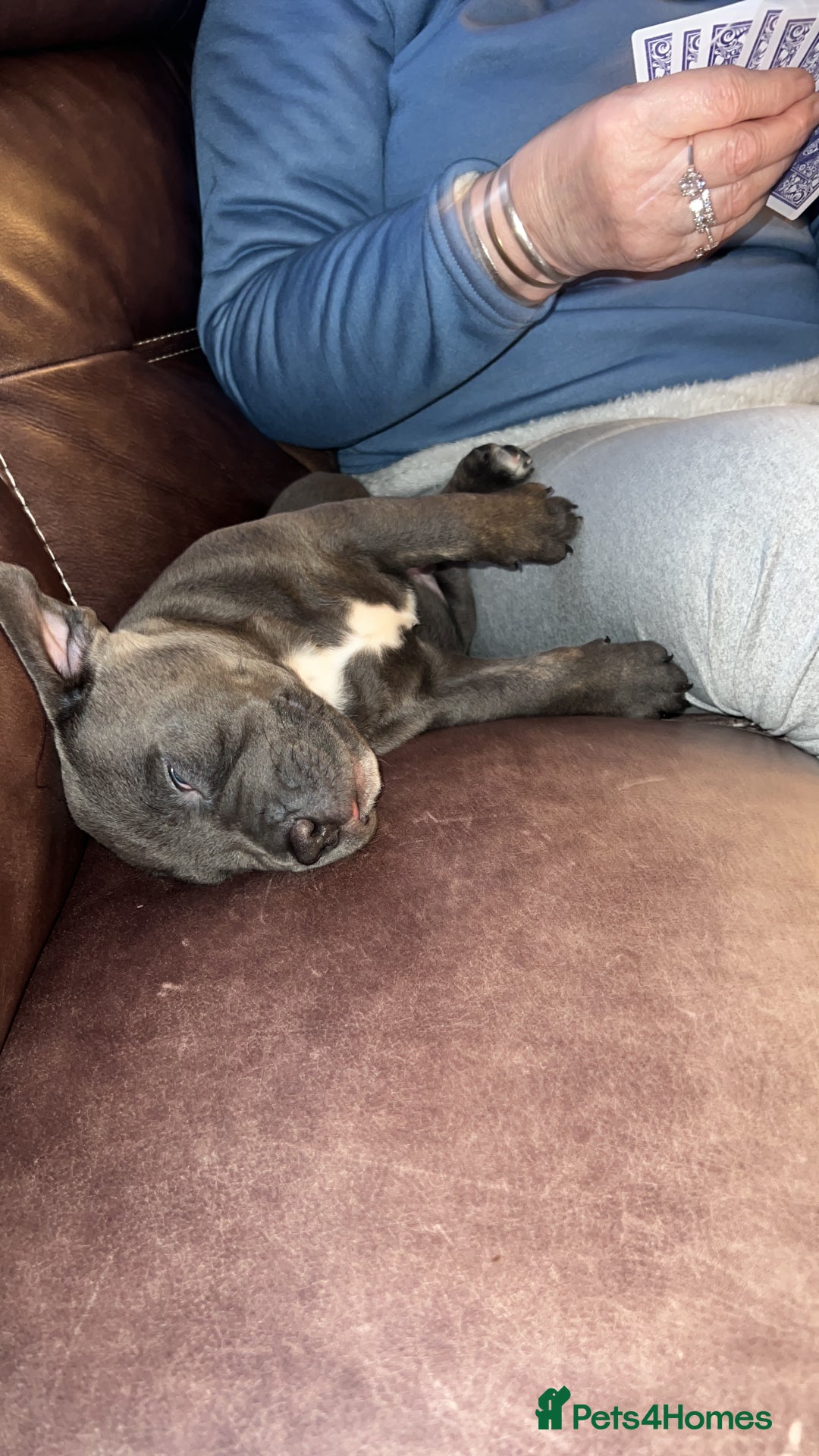 Mixed Breed dogs for sale: American Bully/ Cane Corso Pups  - Advert 4