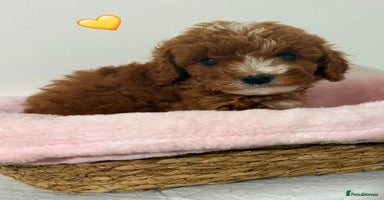 Cockapoo dogs - Advert 5