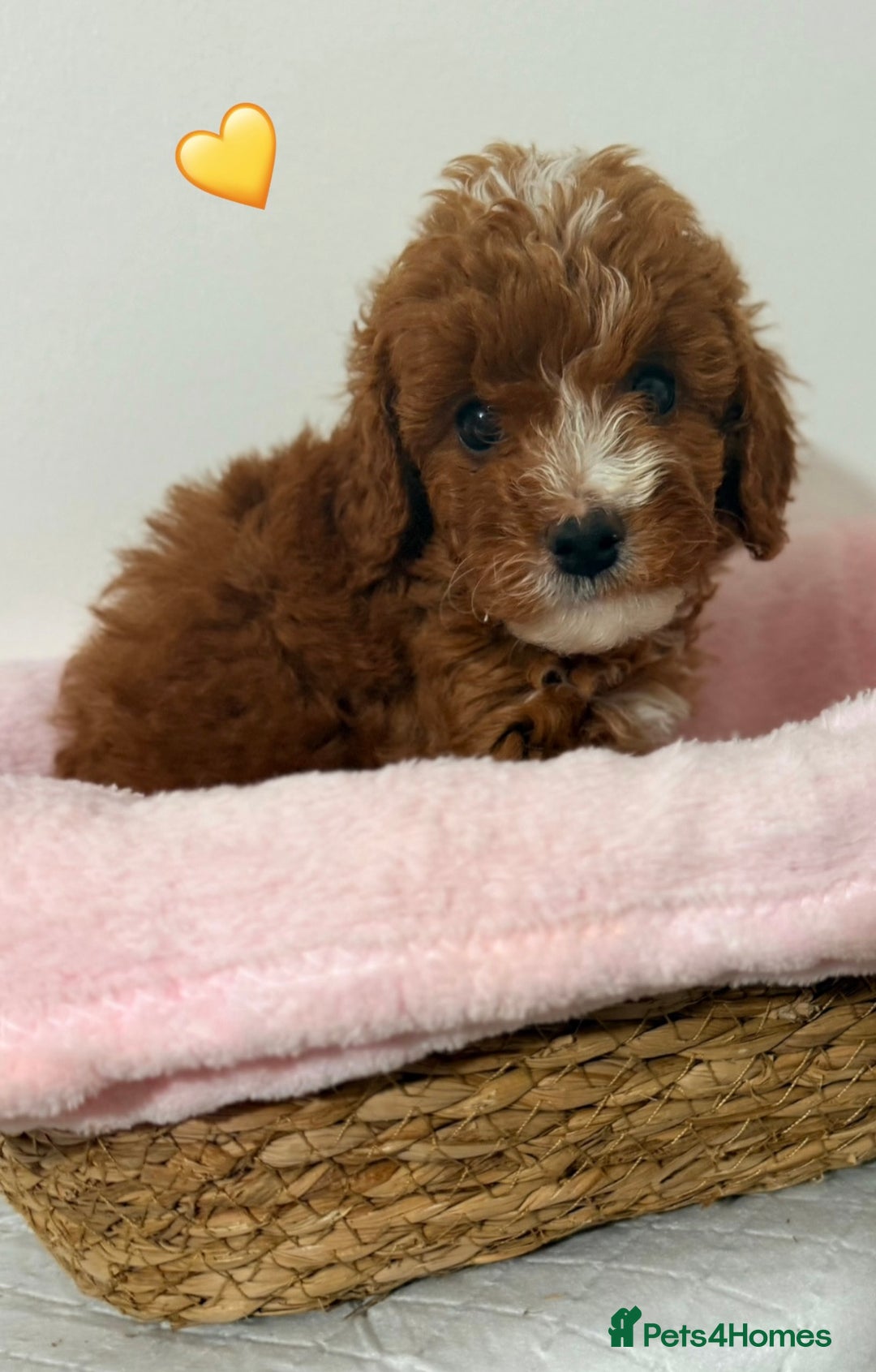 Cockapoo dogs for sale: Adorable Red F1B Cockapoo Puppy for Sale! 🐾 - Image 3