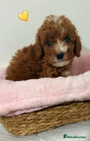 Cockapoo dogs - Advert 11